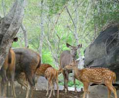 Kabini Holiday