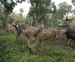 Tour To Kabini