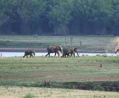 Kabini Travel Package