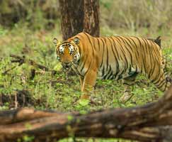 Honeymoon Tour To Kabini