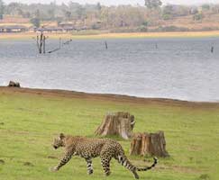 Kabini Tourism Honeymoon